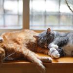 Qu’est-ce qu’un anti-inflammatoire pour chat ?