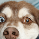 Qu’est-ce qu’une alimentation naturelle pour chien ?