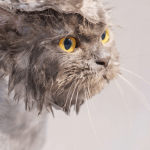 Laver son chat : les infos utiles