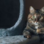 Les 10 accessoires pour chat essentiels à avoir