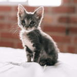 Tout savoir sur les accidents fréquents chez les chats