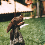 Les accidents de chien fréquents