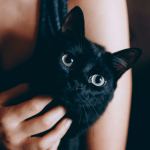 Accueillir un nouveau chat dans son foyer