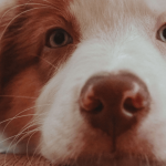 L’acupuncture pour chien
