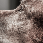 Comment et pourquoi adopter un chien âgé ?