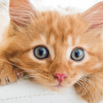 Tout savoir sur l’adoption d’un chat