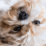 Réussir l'adoption d'un chien