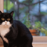 Avec quels critères déterminer l’âge d’un chat ?
