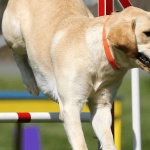 Agility : qu'est-ce que c'est ? Comment le pratiquer ?