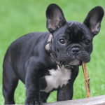 Comment réagir face à un chien qui souffre d'une maladie de la peau ?