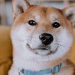 Akita-inu