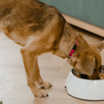 Quelle alimentation pour mon chien ?
