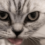 Alimentation du chat : comment la choisir ?
