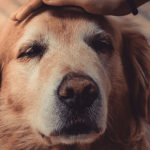 L’alimentation d’un chien âgé
