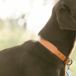 Comment choisir la meilleure alimentation pour un chien diabétique ?