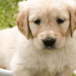 Comment bien alimenter son chiot