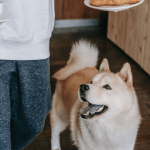 Quels sont les aliments dangereux pour un chien ?