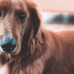 Symptômes et remèdes de l'allergie chez le chien