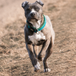 L’American Staffordshire Terrier
