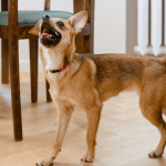 Tout savoir sur l'anorexie du chien