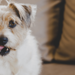 Prévention, recettes maison : tout savoir sur le traitement anti puces du chien
