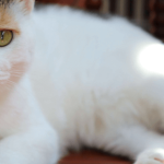 Connaître les antipuces actifs et préventifs pour votre chat