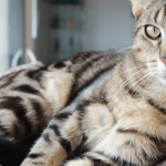 Comment appréhender la vie en appartement pour un chat ?