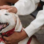 Tout savoir pour apprendre à son chien à être propre ?