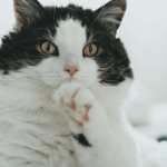 Comment apprendre à son chat à être propre ?