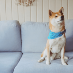 Comment apprendre l'ordre "assis" à son chien ?
