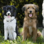 Comment apprendre l'ordre "pas bouger" à son chien ?