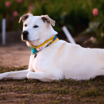 Comment apprendre un ordre à son chien ?