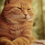 Tout savoir sur l’arthrose du chat