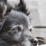 Tout savoir sur l'arthrose chez le chien