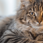 Autisme chez le chat : mon chat peut-il être autiste ?