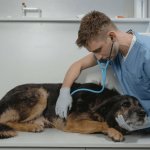 Comprendre et bien réagir face à l’AVC chez le chien