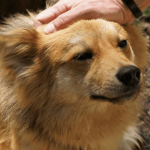 Quelles sont les bases de l’éducation du chien ?
