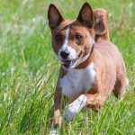 Le Basenji ou Terrier du Congo