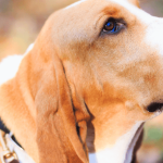Le Basset Hound