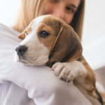 Adopter et prendre soin de son (Beagle)