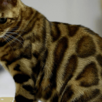 Qu’est-ce qu’un chat de race ?