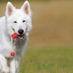 Le Berger blanc suisse