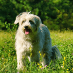 Le berger des Pyrénées : un chien vif et intelligent