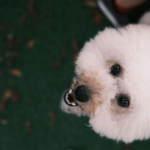 Le bichon frisé : un chien plein de gaieté et de vivacité