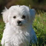 Le Bichon maltais