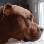 L’American Pit Bull Terrier