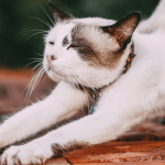 Bien éduquer son chat : les règles d’or