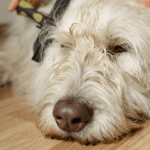 Comment réussir l'entretien du pelage de son chien ?