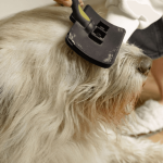Apprendre à brosser son chien dans les règles de l'art