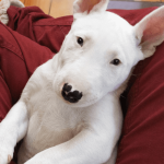 Bull terrier